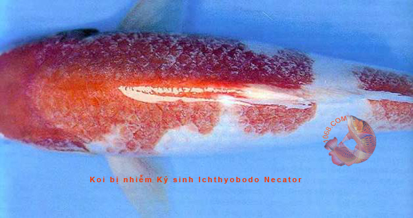 Koi bị nhiễm Ký sinh Ichthyobodo Necator